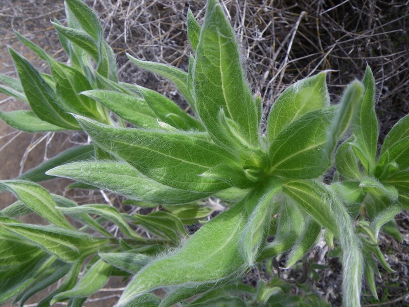 Scalesia villosa photo 3