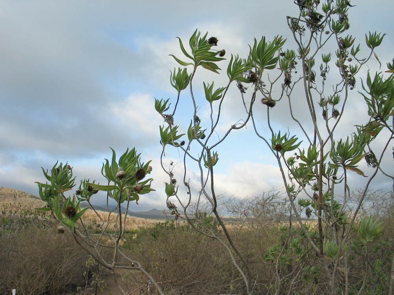 Scalesia villosa photo 4