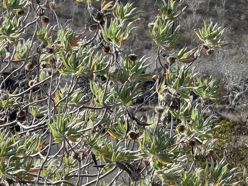 Scalesia villosa photo 5