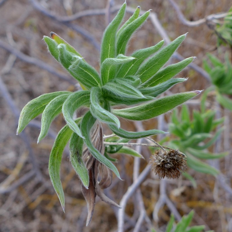 Scalesia villosa photo 7