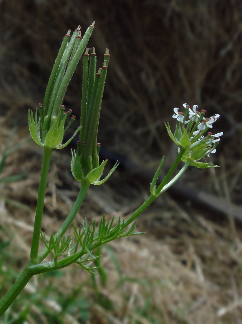 Shepherdsneedle
