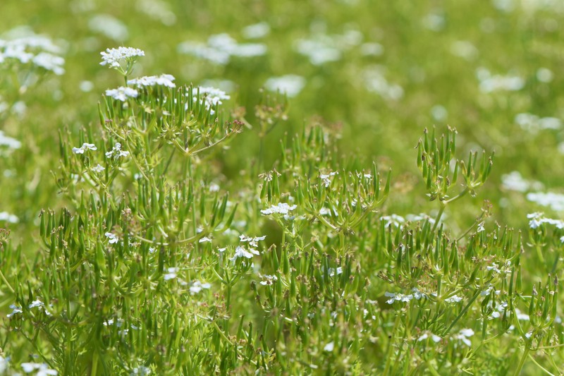 Shepherdsneedle photo 2