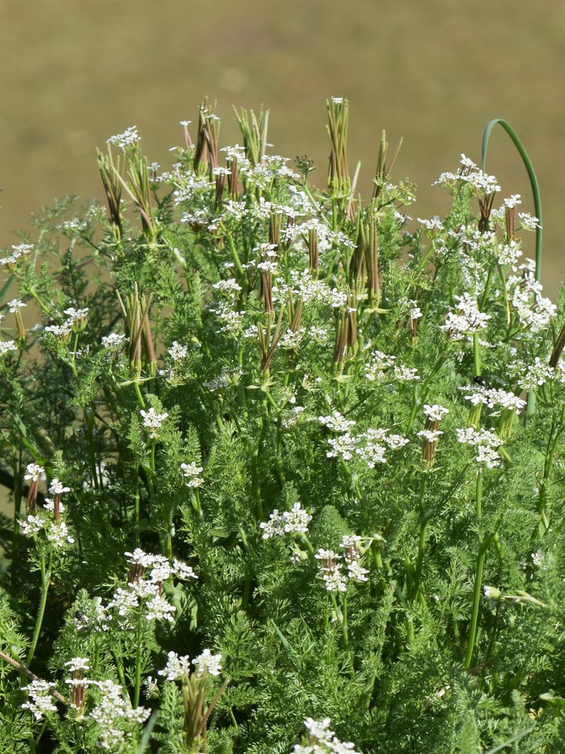 Shepherdsneedle photo 3