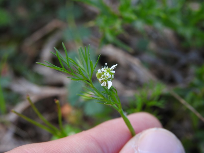 Scandix australis subsp. australis
