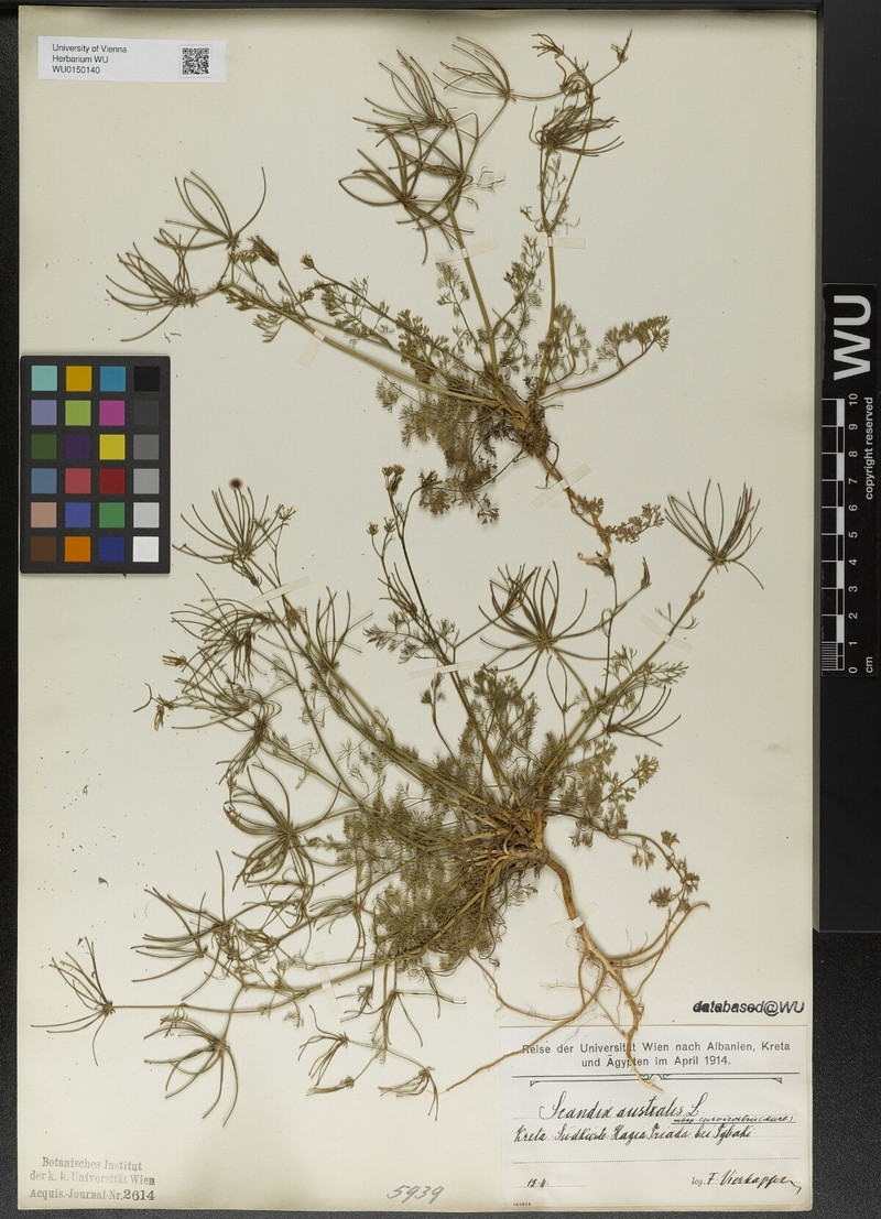 Scandix australis subsp. curvirostris