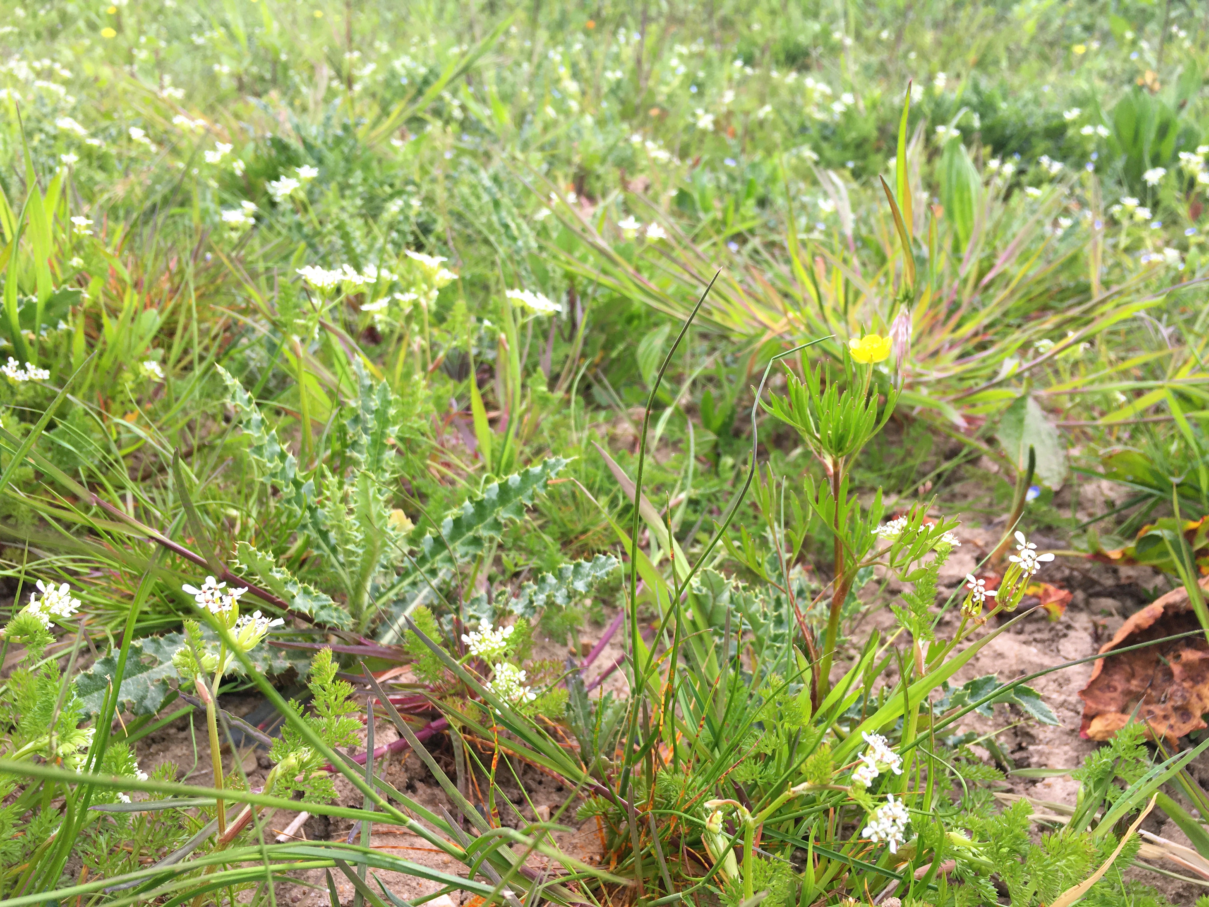 Shepherdsneedle photo 4