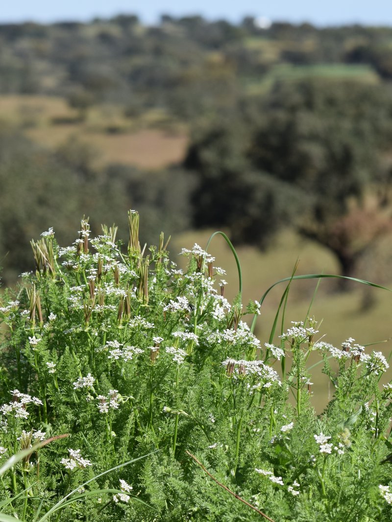 Shepherdsneedle photo 5