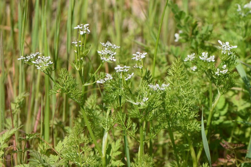 Shepherdsneedle photo 6