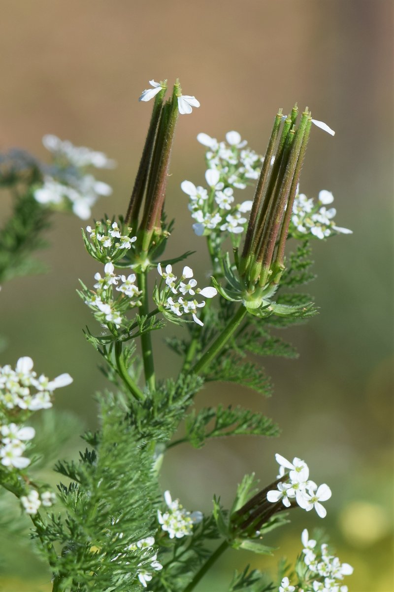Shepherdsneedle photo 8