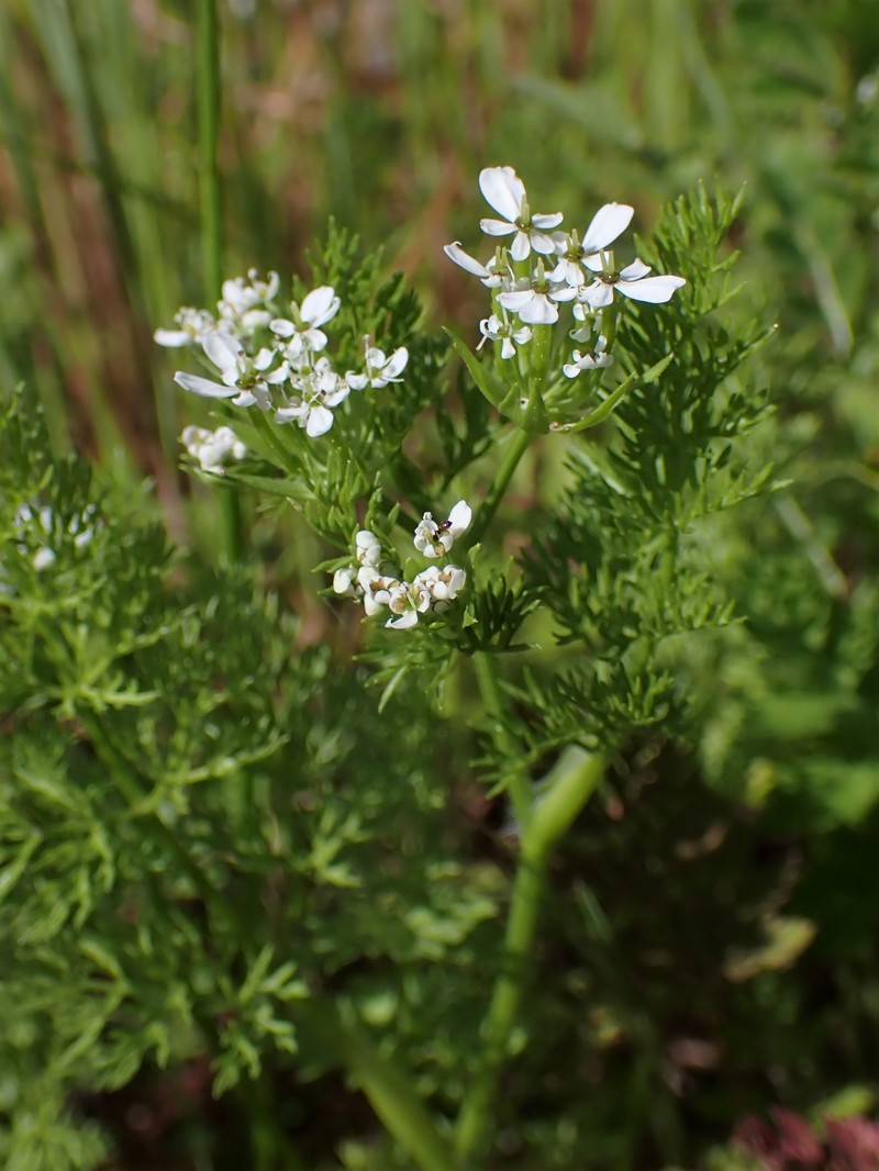 Shepherdsneedle photo 9