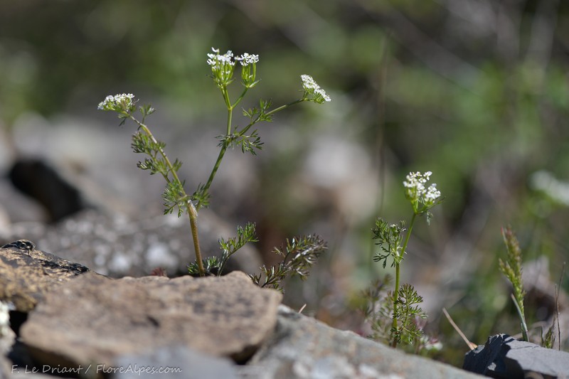 Scandix pecten-veneris subsp. hispanica