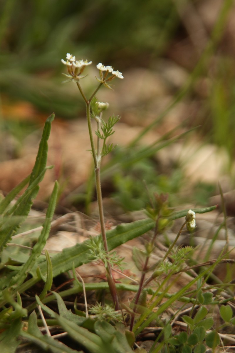 Scandix pecten-veneris subsp. hispanica photo 3