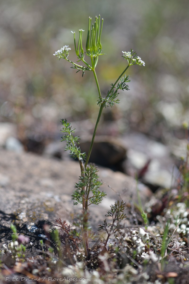 Scandix pecten-veneris subsp. hispanica photo 4