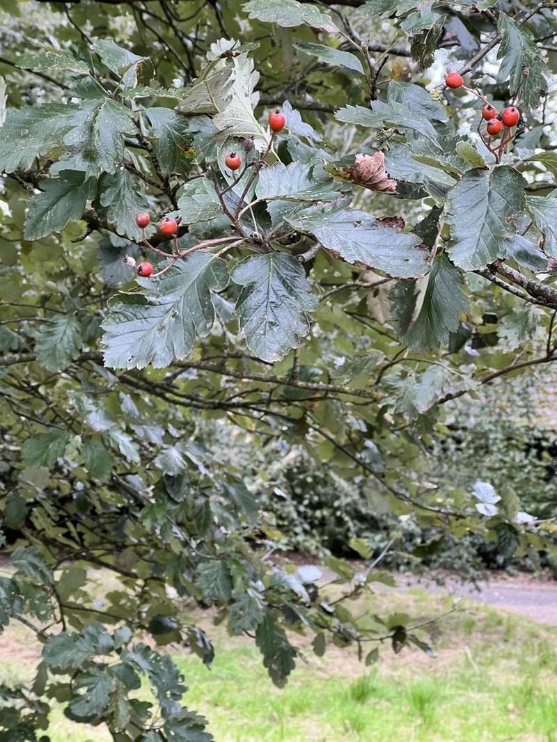 Scandosorbus intermedia