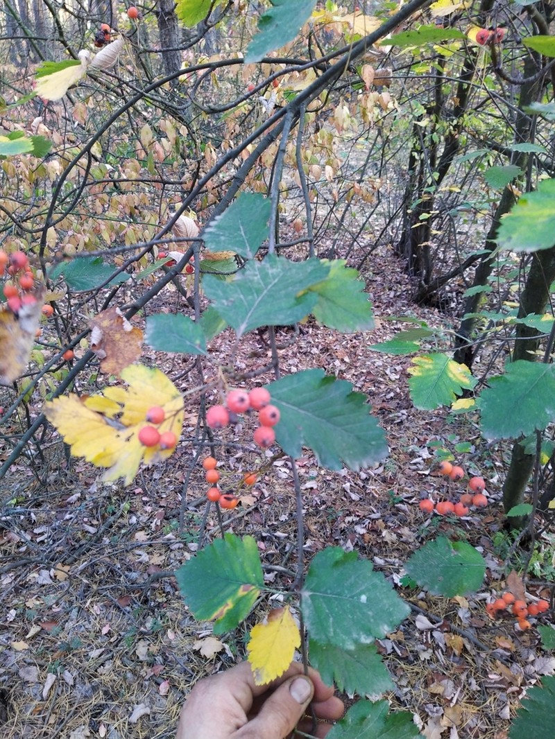 Scandosorbus intermedia photo 2
