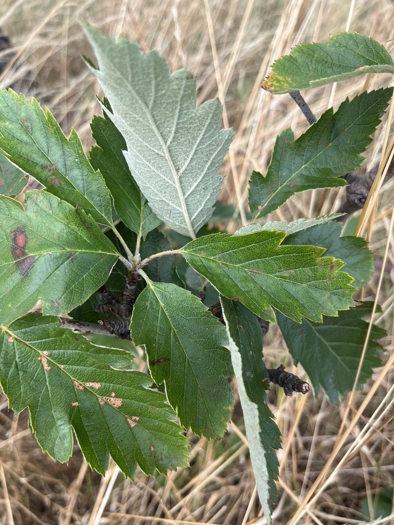 Scandosorbus intermedia photo 3