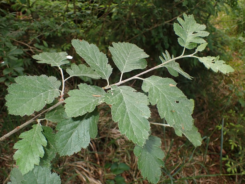 Scandosorbus intermedia photo 4