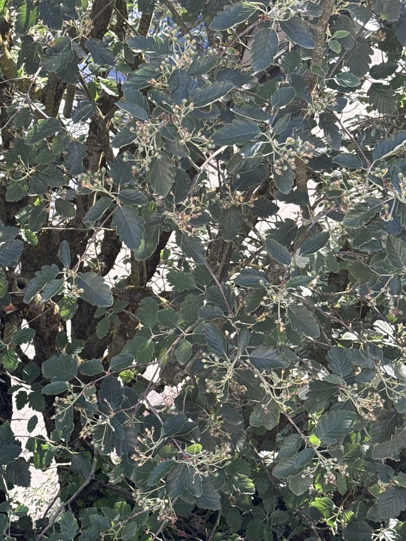 Scandosorbus intermedia photo 5