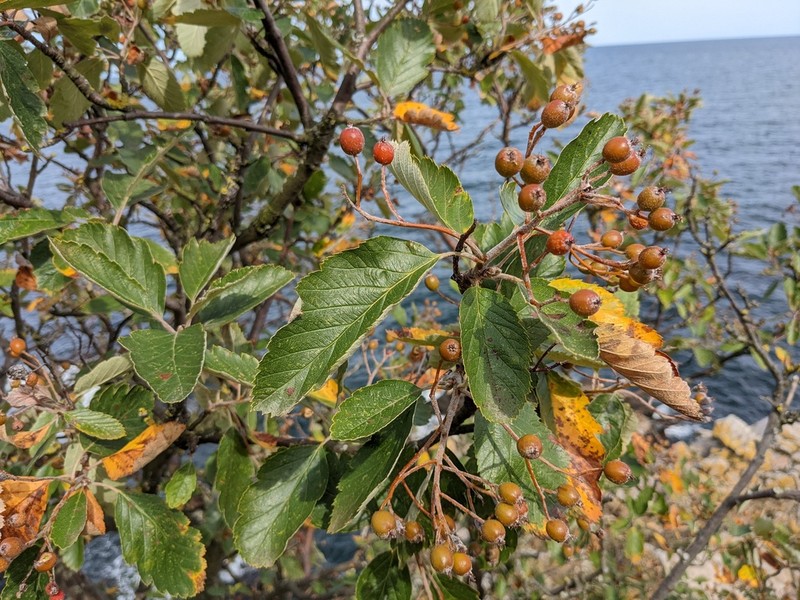 Scandosorbus intermedia photo 6