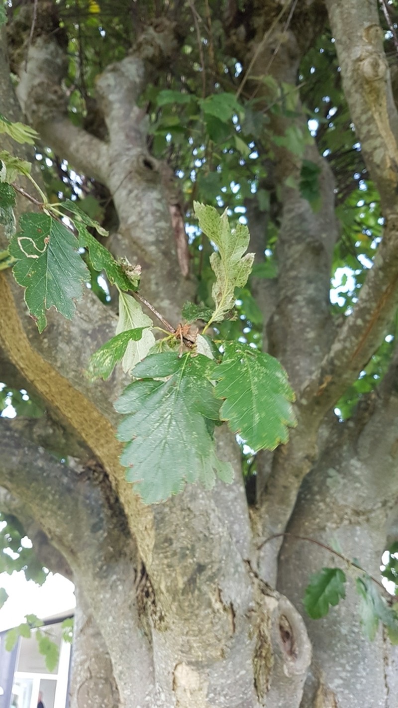 Scandosorbus intermedia photo 8
