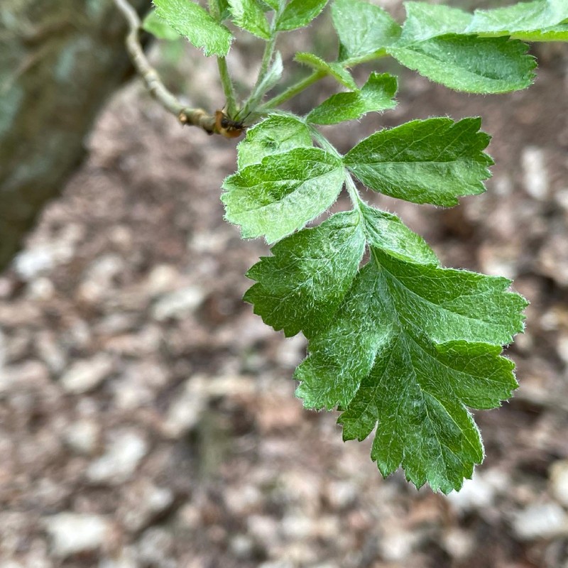 Scandosorbus liljeforsii
