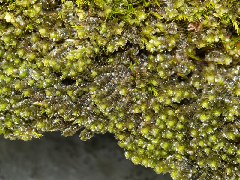 Scapania aequiloba