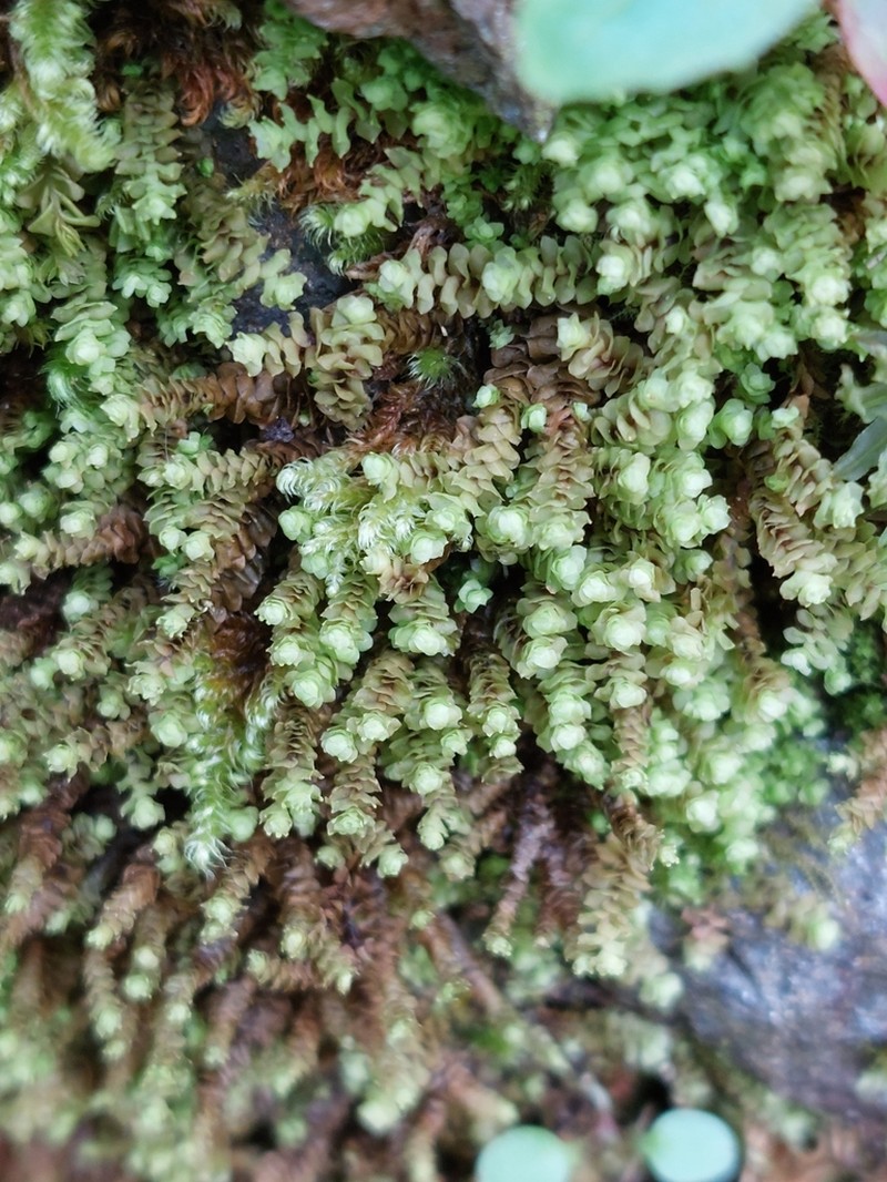 Scapania aequiloba photo 2