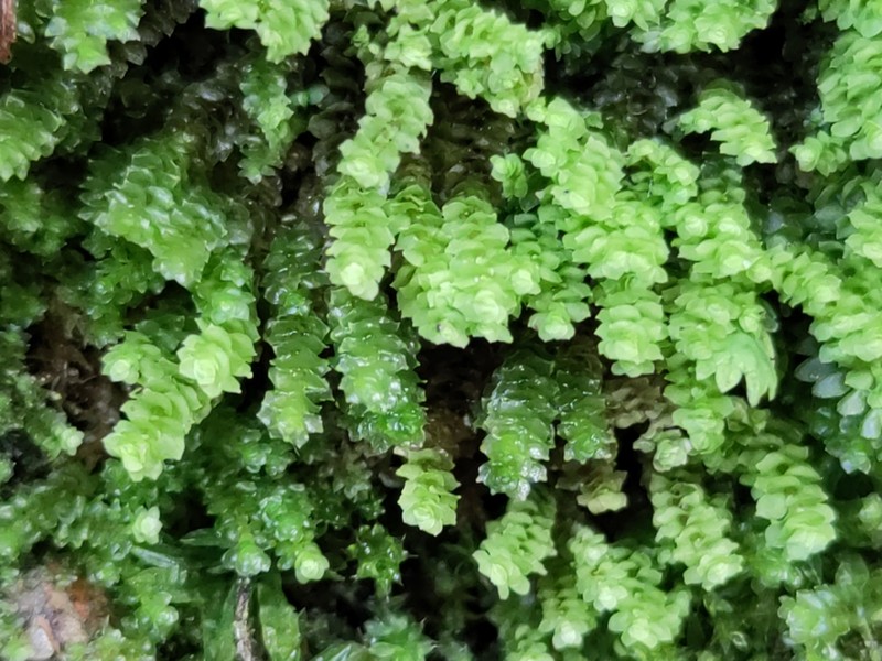 Scapania aequiloba photo 3