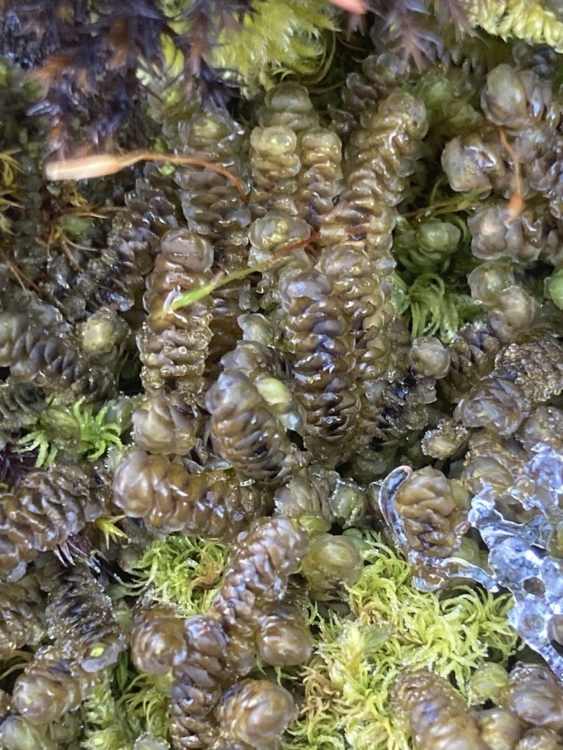 Scapania aequiloba photo 4