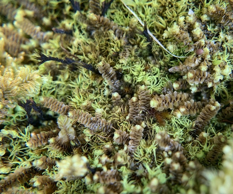 Scapania aequiloba photo 5