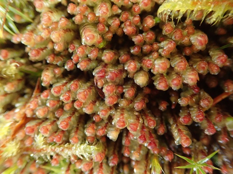 Scapania americana