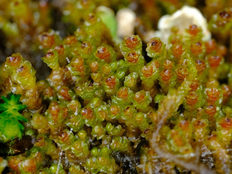 Scapania americana photo 3