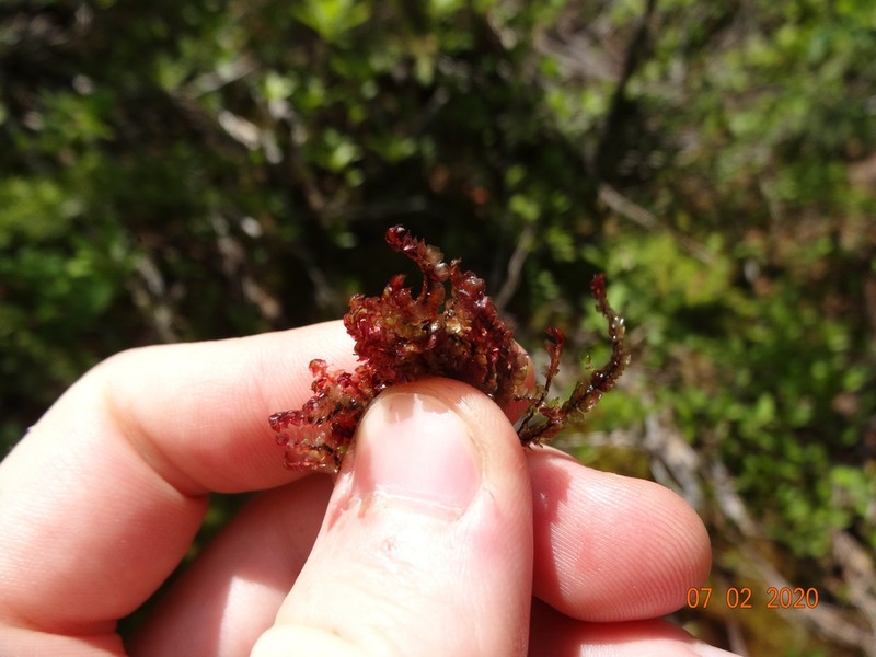Scapania americana photo 6
