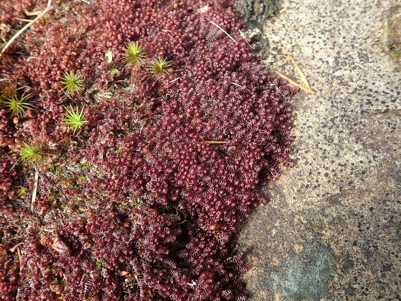 Scapania americana photo 8