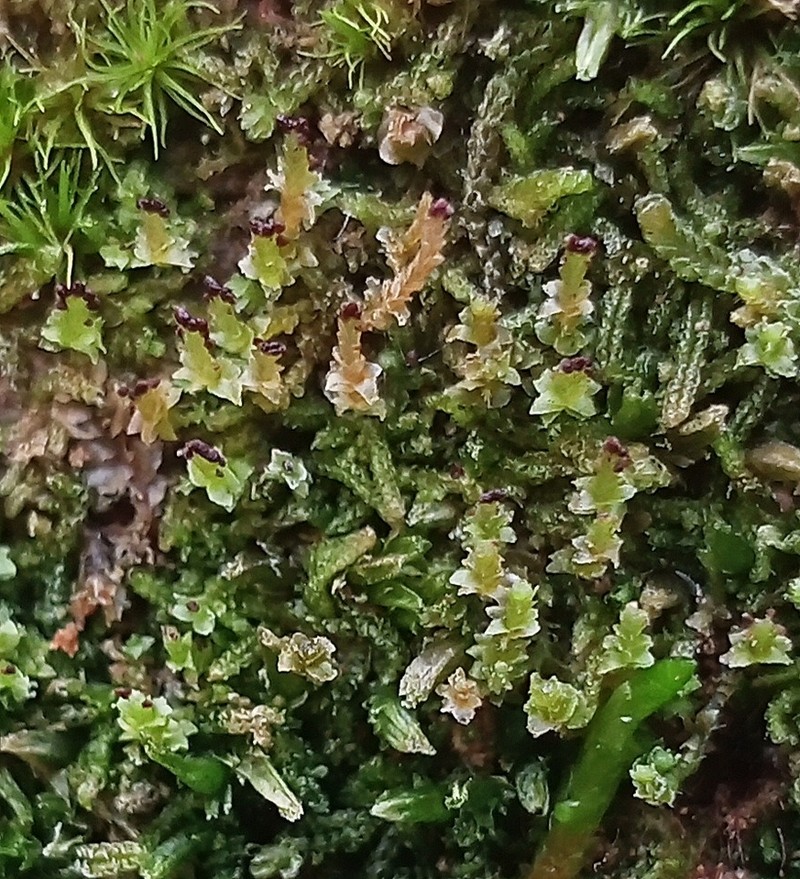 Scapania apiculata