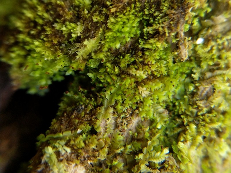 Scapania apiculata photo 2