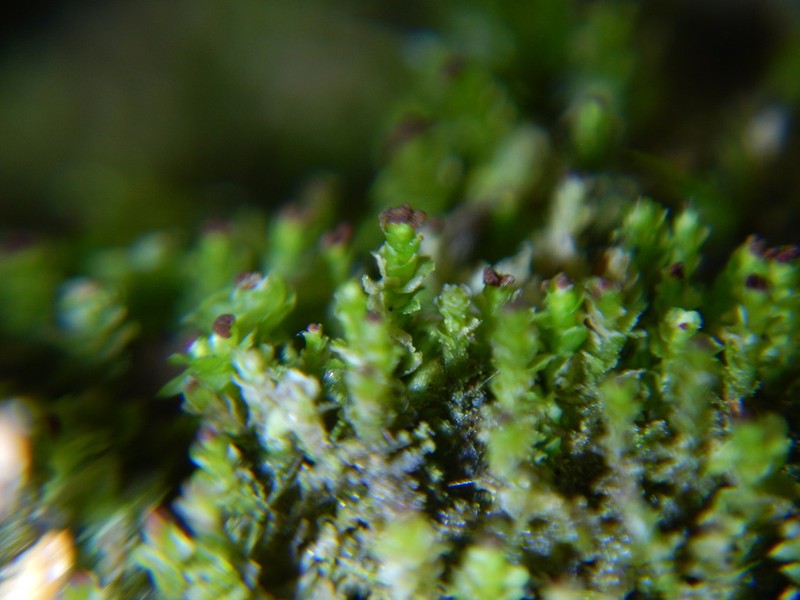 Scapania apiculata photo 3