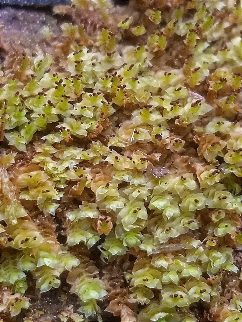 Scapania apiculata photo 5