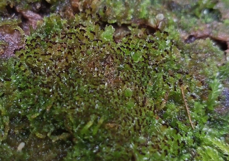 Scapania apiculata photo 6