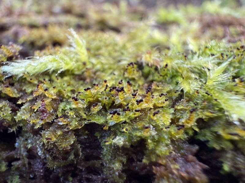 Scapania apiculata photo 8