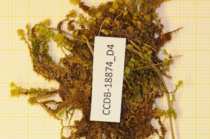 Scapania brevicaulis photo 2