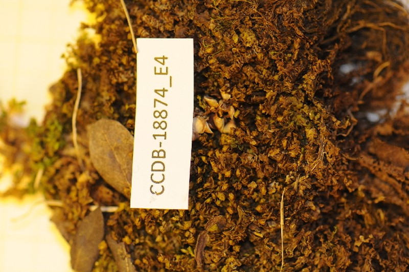 Scapania brevicaulis photo 3