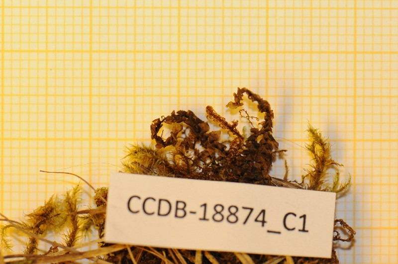 Scapania brevicaulis photo 4