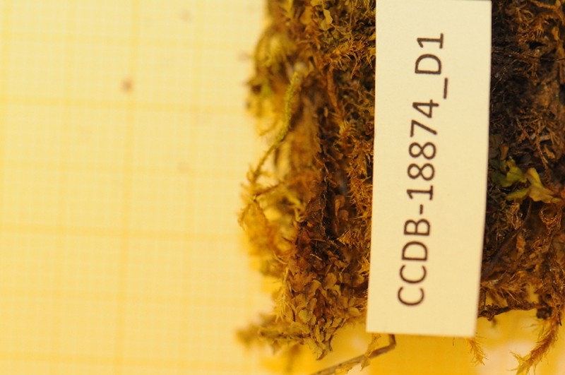 Scapania brevicaulis photo 5