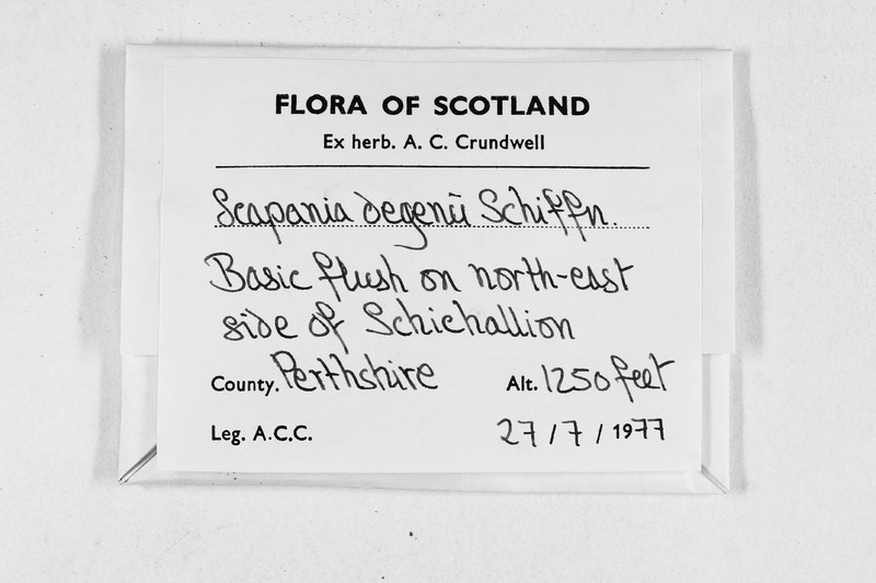 Scapania brevicaulis photo 6