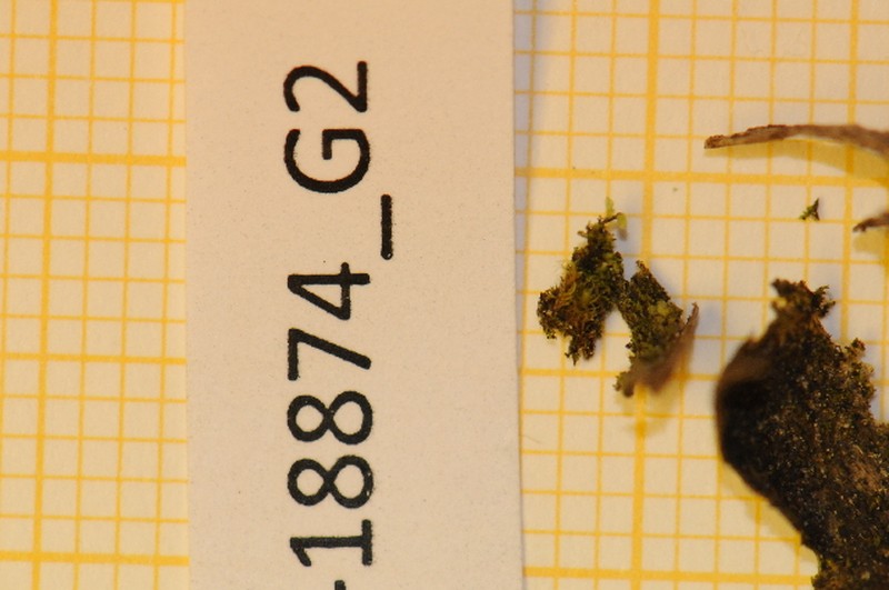 Scapania carinthiaca photo 2