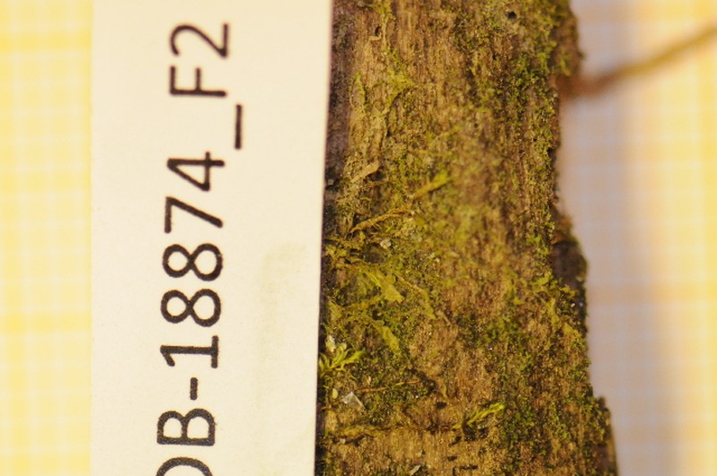 Scapania carinthiaca photo 3