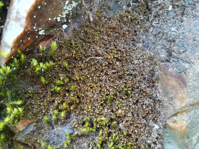 Scapania compacta