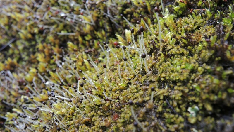 Scapania compacta photo 6