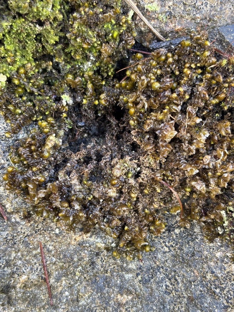 Scapania compacta photo 8